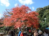 SAM_7106.JPG