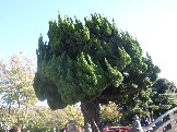 SAM_7059.JPG